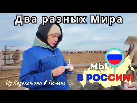 Видео: 175 Вернулась в Казахстан крутить быкам хвосты / Канал Полины