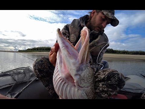 Видео: ЩУКА-МОНСТР С ПЕРВОГО ЗАБРОСА....И ЧТО ДАЛЬШЕ?!Трофейная рыбалка на Оби.Джиг коряги.