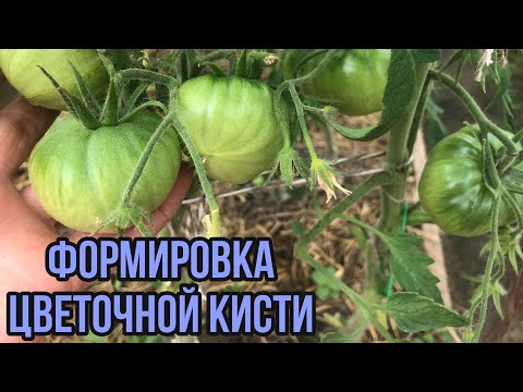 Видео: Когда формировать цветочную кисть у томата.