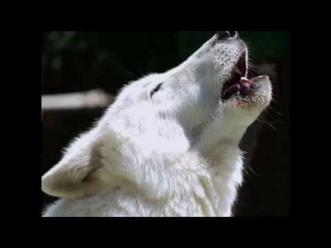 Видео: #николайким#арамис#белыйволк Белый Волк-муз.и слова Ник Ким(Арамис)