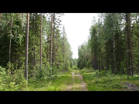 Видео: Карелия: Лоймола - Видлица на велосипеде с пакрафтом, первый день 15.07.23