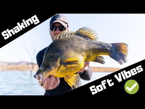 Видео: Как поймать золотистого окуня на Soft Vibes