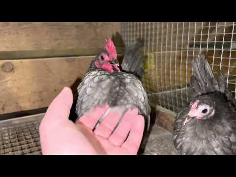 Видео: Малазийская Серама. Синий окрас🇷🇺