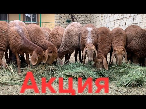 Видео: 15САР БАРРХОИ ЭЛИТА ОМАД МАСТЧНСКИ ПАРОДА  СРОЧНА ФУРУШИ АДРЕС Ш ХУЧАНД  15 октября 2025 МОЛБОЗОРИ 