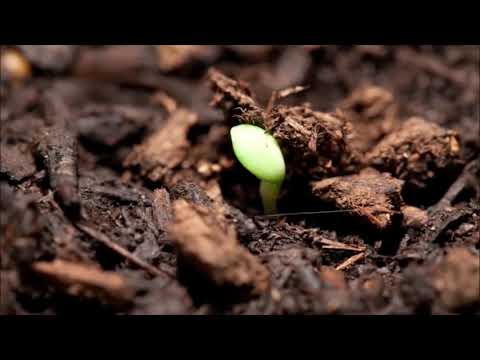 Видео: Өсімдіктің қандай  даму кезеңдері болады?