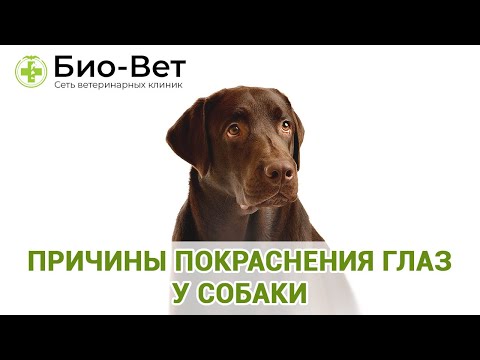 Видео: Причины Покраснения Глаз У Собаки& Что Делать Если У СОбаки Красные Глаза. Ветклиника Био-Вет