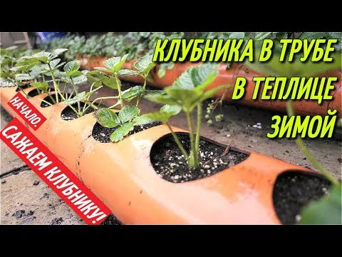 Видео: КЛУБНИКА В ТРУБЕ ЗИМОЙ В ТЕПЛИЦЕ/СОРТ КАБРИЛЛО/ПОСАДКА КЛУБНИКИ В ТРУБУ.