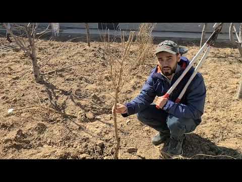 Видео: Как формировать гранат - кустом или штамбом?