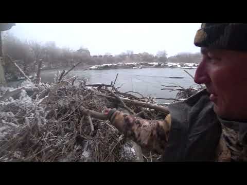 Видео: Залез в ГЛУХОЙ КОРЯЖНИК с ПОПЛАВКОМ и наловил ПОДУСТА(Чернопуза)