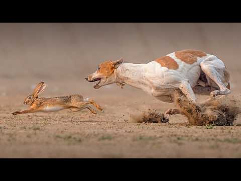 Видео: Вот на что способны эти четвероногие друзья человека - ОХОТНИЧЬИ СОБАКИ В ДЕЛЕ!