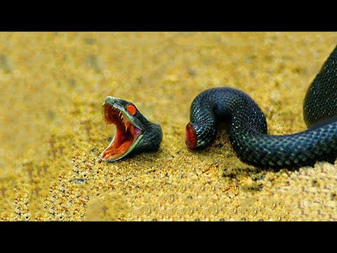 Видео: Ўлгандан Кейин Ҳам Ҳавфли Ҳайвонлар...