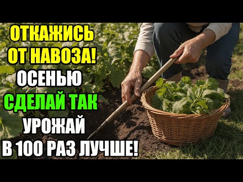 Видео: Забудьте про навоз! Осенью делаю так и всё растёт идеально! Проверенный способ для супер урожая!
