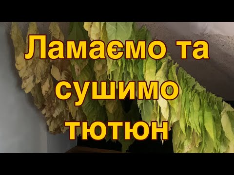 Видео: Ламаємо та сушимо листя тютюну.