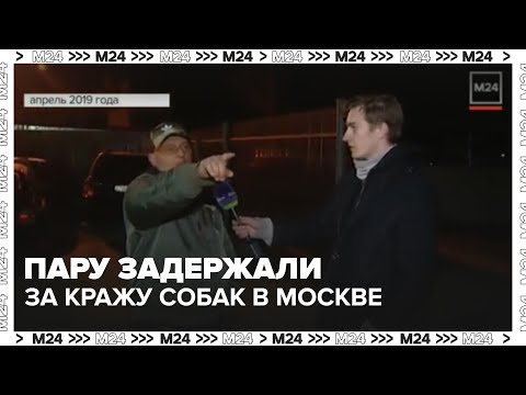 Видео: Семейную пару задержали за кражу собак в Москве — продавали животных в рестораны