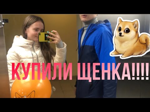 Видео: VLOG: КУПИЛИ ЩЕНКА!ЕДЕМ ЗА ЩЕНКОМ! НАША ПЕРВАЯ ВСТРЕЧА С НАШЕЙ МАЛЫШКОЙ ❤️ СЧАСТЬЕ ЕСТЬ!!!!!!