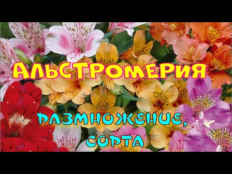 Видео: АЛЬСТРОМЕРИЯ. ПЕРЕСАДКА, РАЗМНОЖЕНИЕ.