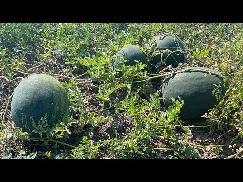 Видео: Наші кольорові кавуни 🍉🍉🍉 з червоною м'якотю БАРХАН, з жовтою  ЯНУСИК .