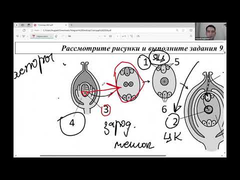 Видео: Разбор варианта Статграда ЕГЭ по биологии. Октябрь