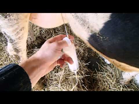 Видео: Острый мастит у коров.Опыт комплексной терапии .Acute mastitis in cows.