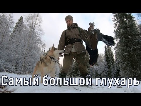 Видео: Самый большой  глухарь Разбоя.Охота на глухаря с ЗСЛ.Промысел 2020.