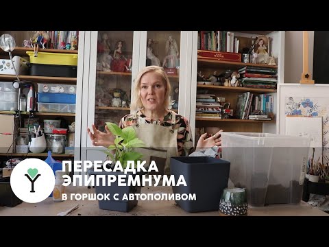 Видео: Моя зеленая пятница / Тема: пересадка эпипремнума в горшок с автопромом