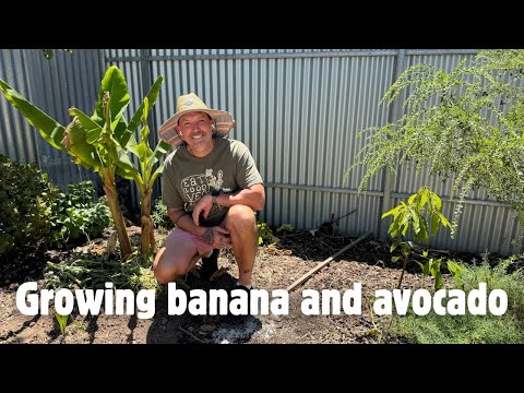 Видео: Сажаю банан и авокадо и добавляю годичные кольца на фруктовые деревья. || Garden VLOG