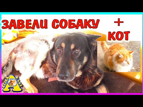 Видео: Новый питомец СОБАКА  и КОТ  в придачу / купили дом с собакой / Alisa Easy  Pets