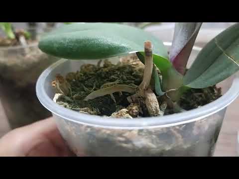 Видео: Сюрпризы от пней