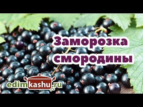 Видео: КАК ЗАМОРОЗИТЬ СМОРОДИНУ черную на зиму целиком. Самый простой способ Заморозки Смородины