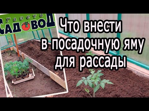 Видео: Что внести в посадочную яму для рассады