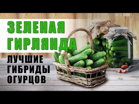 Видео: 🥒 Лучшие Гибриды Огурцов Пучкового Типа на 2021 год