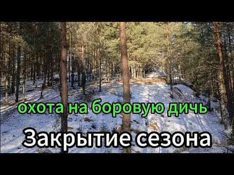 Видео: Охота на Боровую дичь, Закрытие сезона 2024-2025!!!