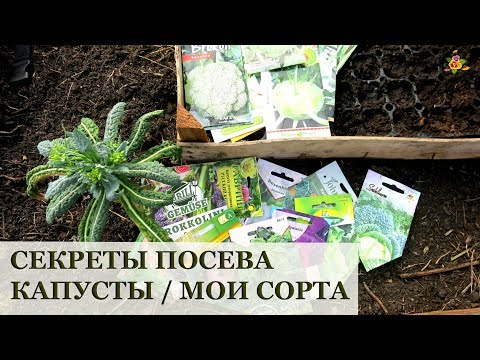 Видео: ПОСЕВ капусты ВСЕ секреты /  Какие виды сею / парник Хлебница