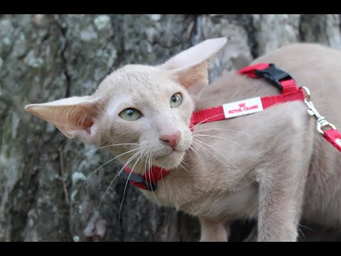 Видео: Ориентальная кошка, коротко о породе, о цене и как выбрать заводчика.
