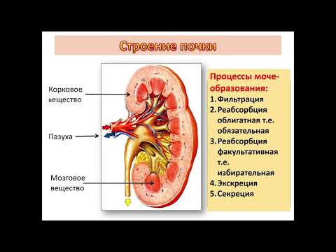 Видео: Гистология 4.Выделительная система