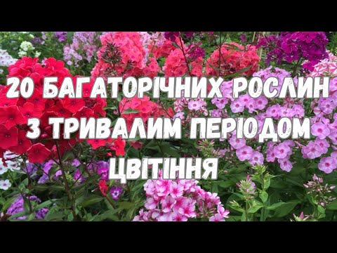 Видео: 20 БАГАТОРІЧНИХ РОСЛИН З ТРИВАЛИМ ПЕРІОДОМ ЦВІТІННЯ // РОСЛИНИ ЯКІ ДОВГО ЦВІТУТЬ