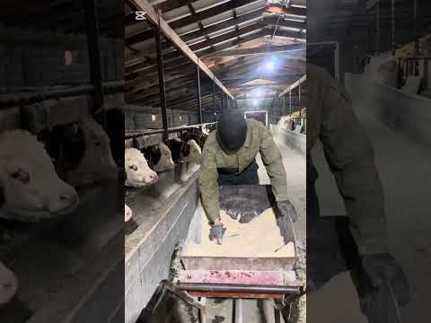 Видео: Бұқаға жем беру. Откорм бычков.