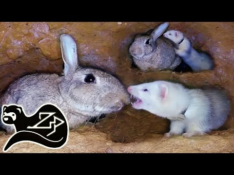 Видео: Маленький хорек набирается уверенности - Выход в одиночку - Хорек на охоте за кроликами 21