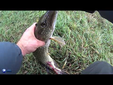 Видео: Щука на спиннинг. Разведка новых мест на Днепре. Окунь на микроджиг.