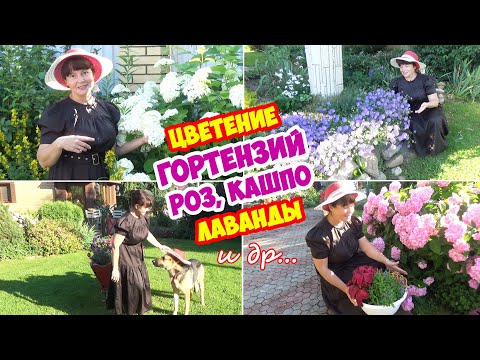 Видео: ВЛОГ. Июльский сад. Цветение ГОРТЕНЗИЙ, РОЗ, ЛАВАНДЫ, КОЛОКОЛЬЧИКА, ВЕРОНИКИ и других цветов.