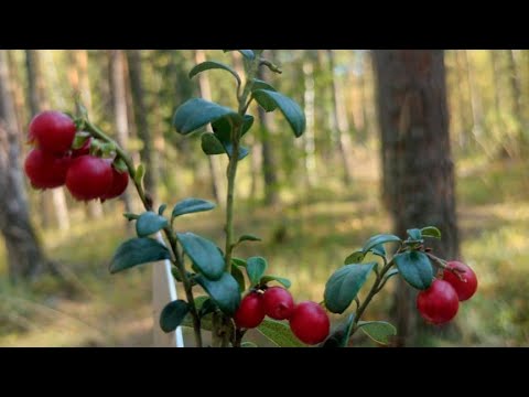 Видео: Деревенский дневник очень многодетной мамы.добро должно быть с кулаками