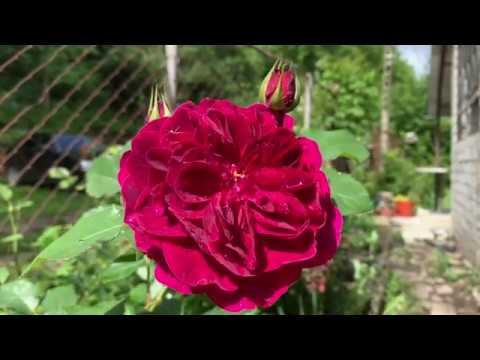 Видео: роза ДАРСИ БАССЕЛ. rose Darcey Bussell . Зацвела первая роза в саду!