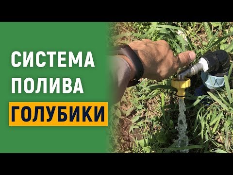 Видео: Система полива голубики