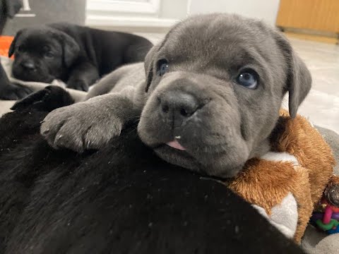 Видео: Кане-корсо щенки 1 месяц и один день