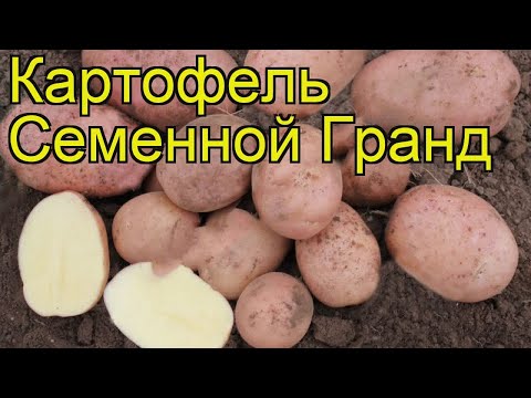 Видео: Картофель семенной Гранд. Краткий обзор, описание характеристик, где купить картофель