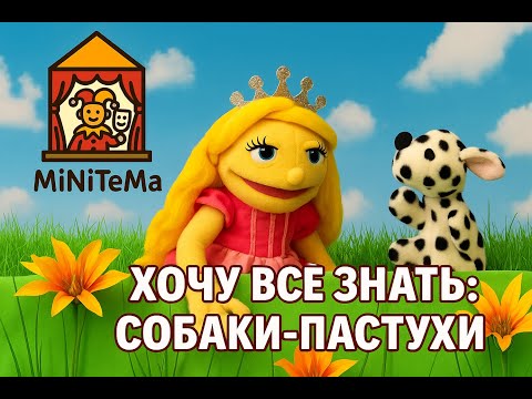 Видео: Хочу все знать: собаки пастухи. Рассказ профессионала о том, как собаки-пастухи управляют овцами! 🐶🐑