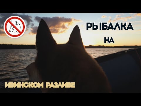 Видео: "Рыбалка" на Ивинском разливе / Перевернулся и утопил мотор / Свирь