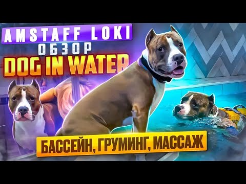 Видео: Обзор Dog In Water | Амстафф Локи - Бассейн, Груминг, Массаж