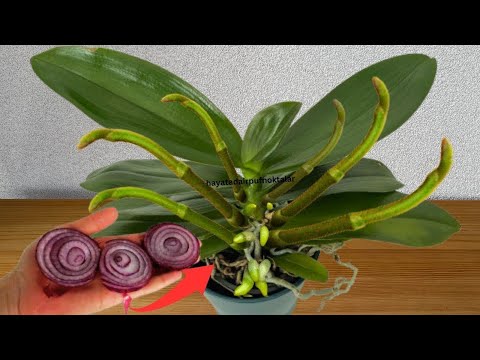 Видео: Всего один тонкий срез в неделю! Ваша орхидея мгновенно даст на 500% больше цветков.