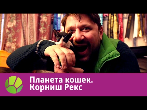 Видео: Корниш Рекс. Планета кошек | Живая Планета